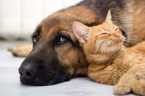 Dog & Cat Vet Shreveport Bossier